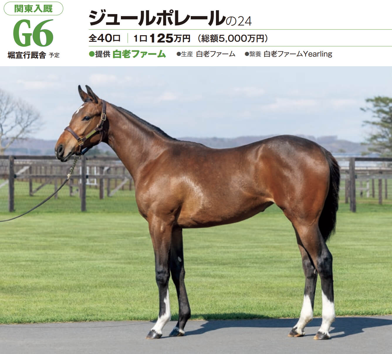 ジュールポレールの24