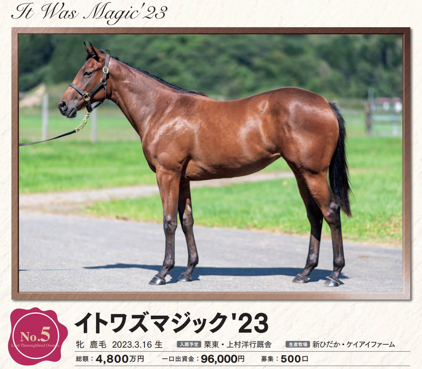 イトワズマジックの23