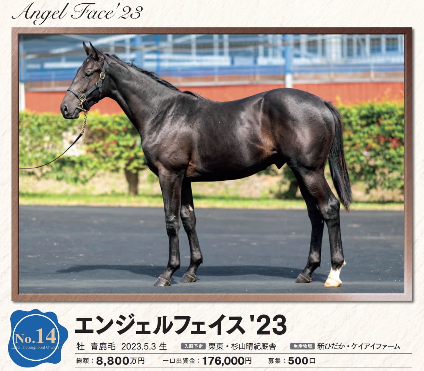 エンジェルフェイスの23