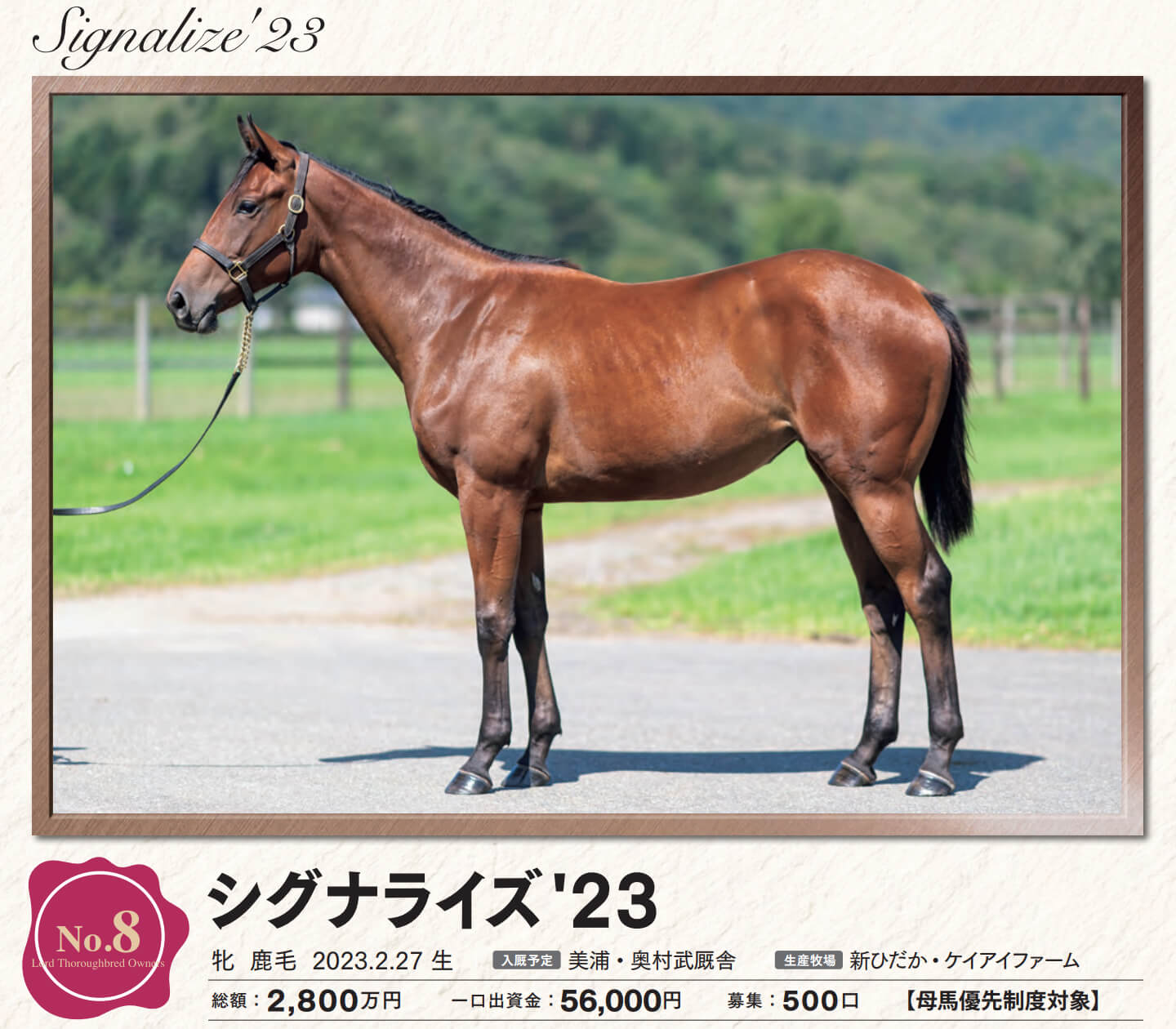 シグナライズの23