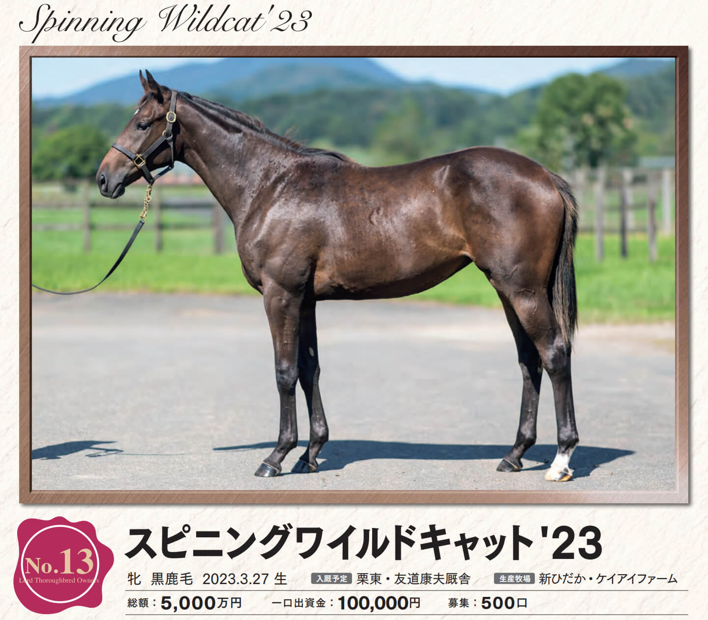 スピニングワイルドキャットの23
