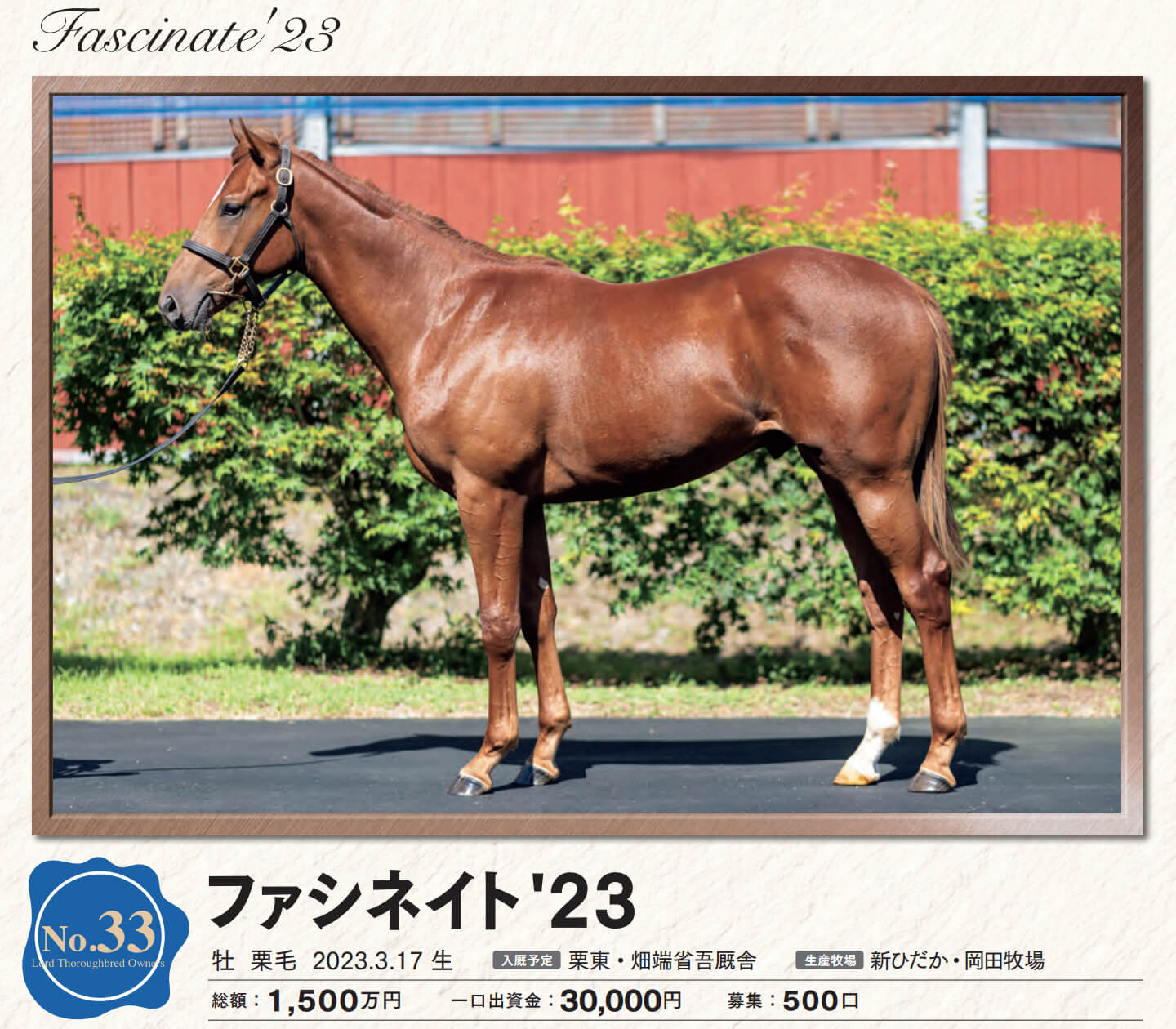 ファシネイトの23