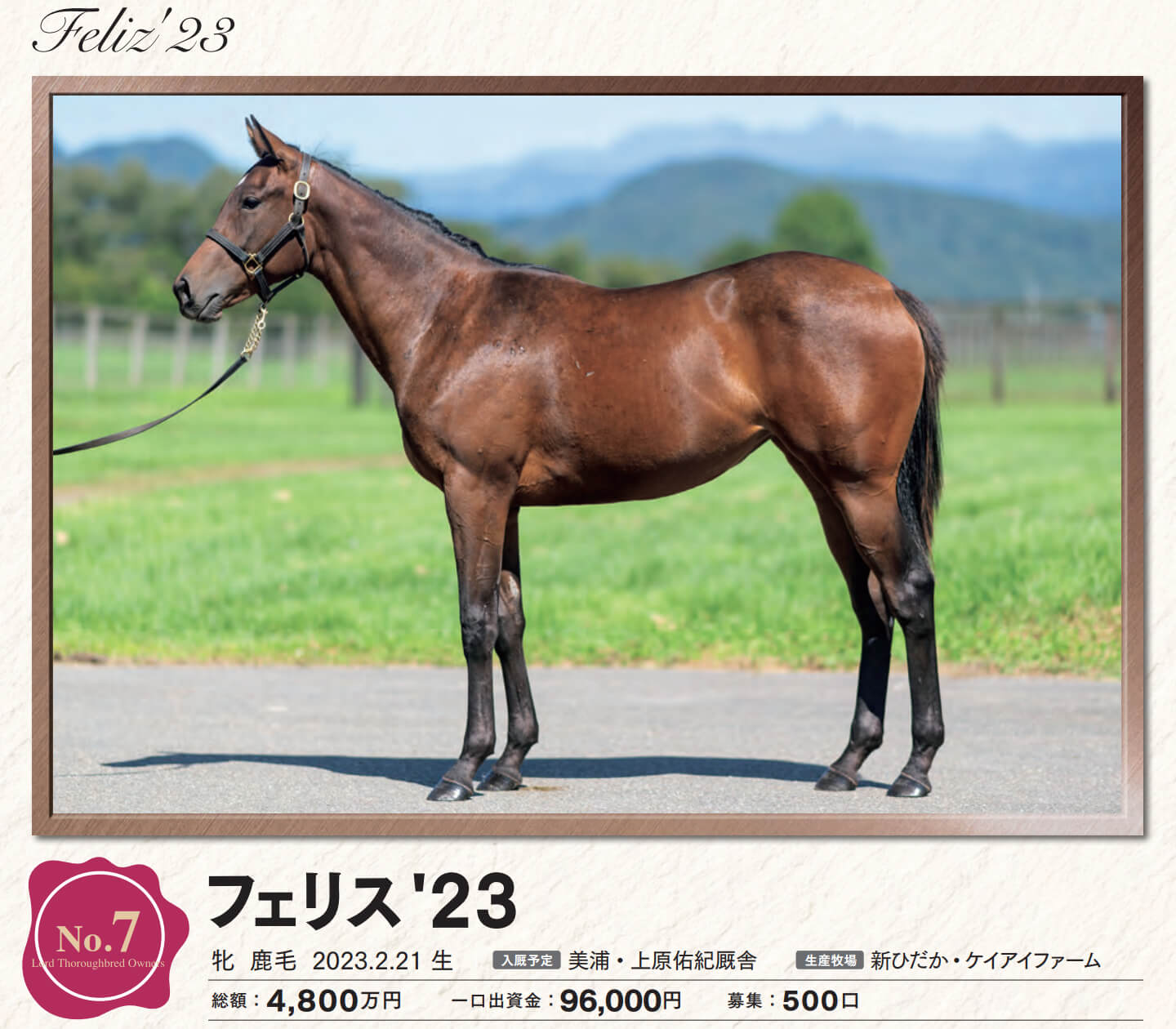 フェリスの23