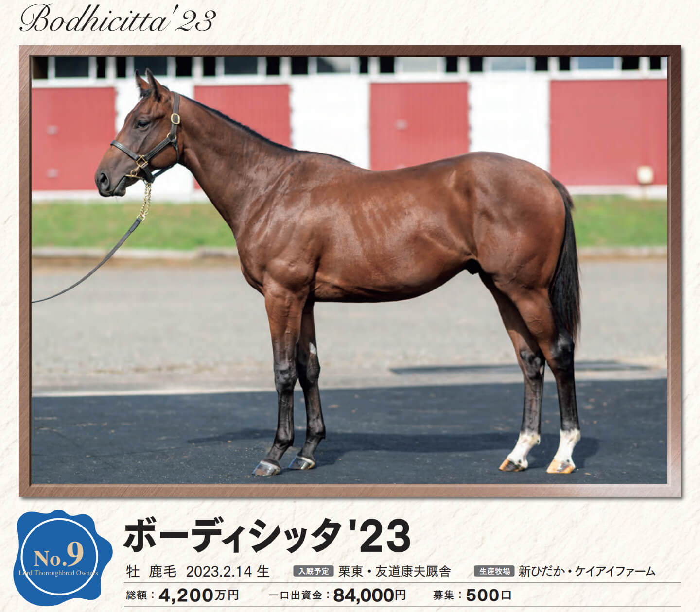 ボーディシッタの23