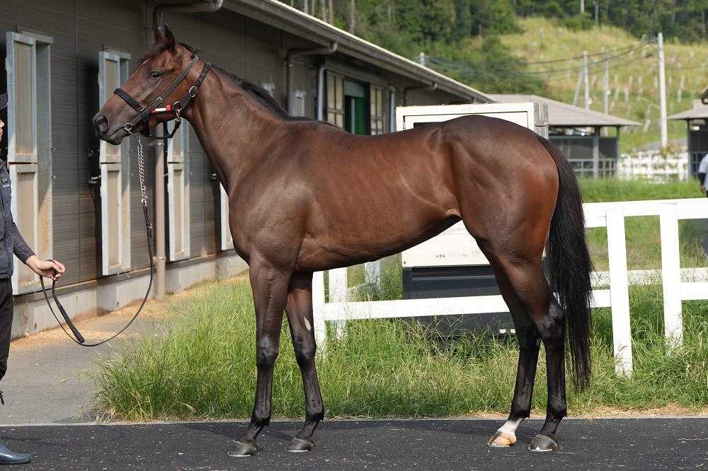 ハリウッドメモリー