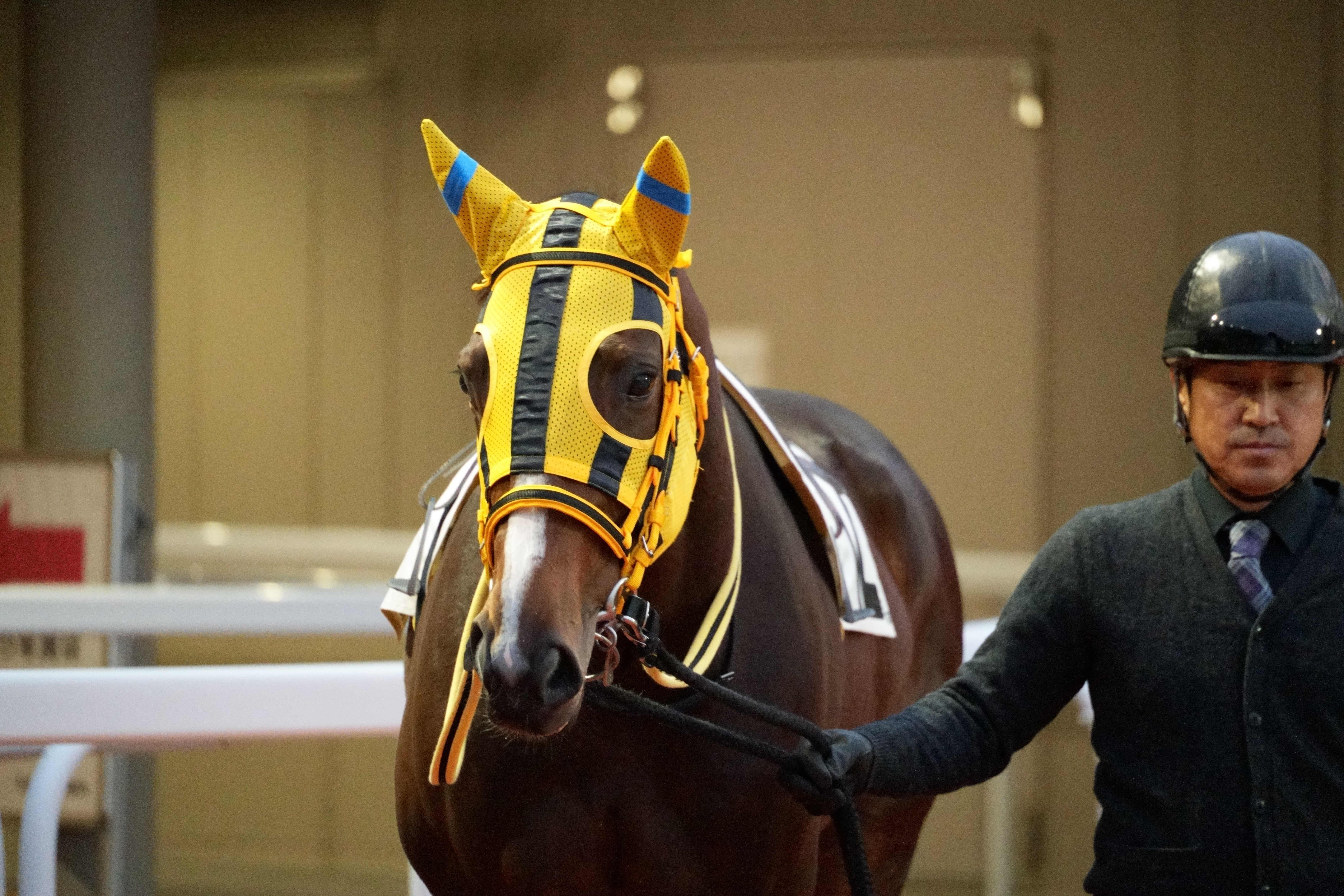 アークシャルダーム