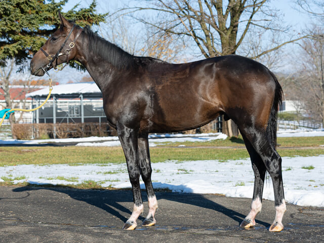 ソーマジックの24