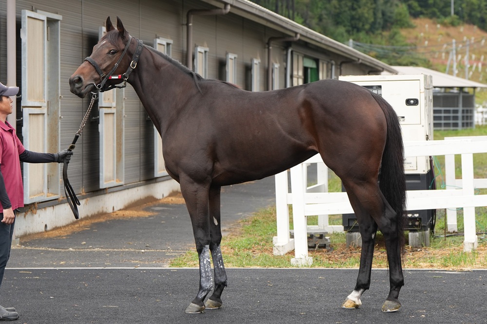 ハリウッドメモリー