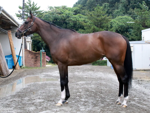 ミラビリスマジック