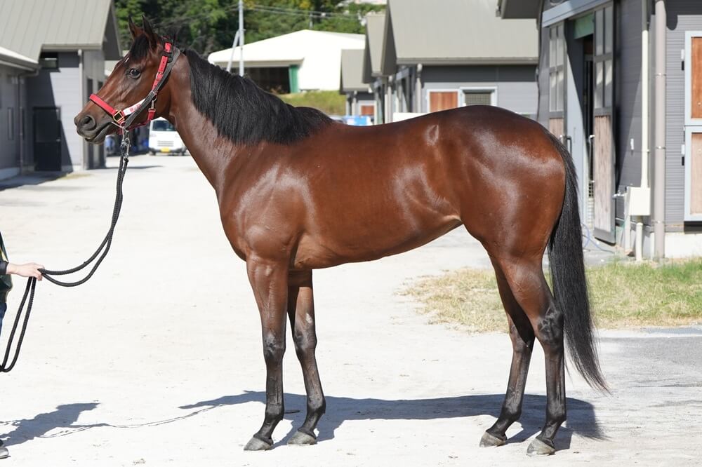 リフルフォース