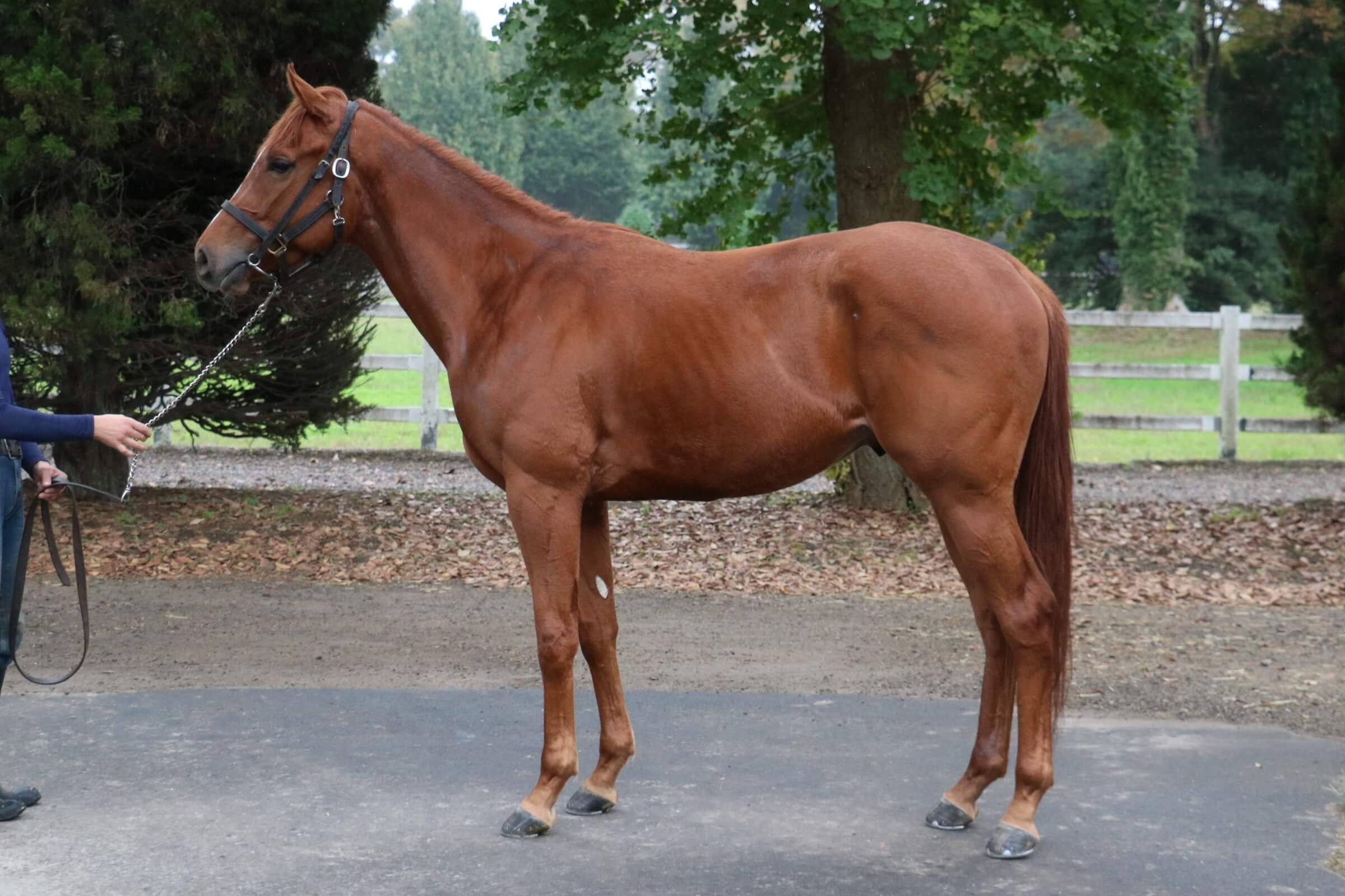 ロードトライデント