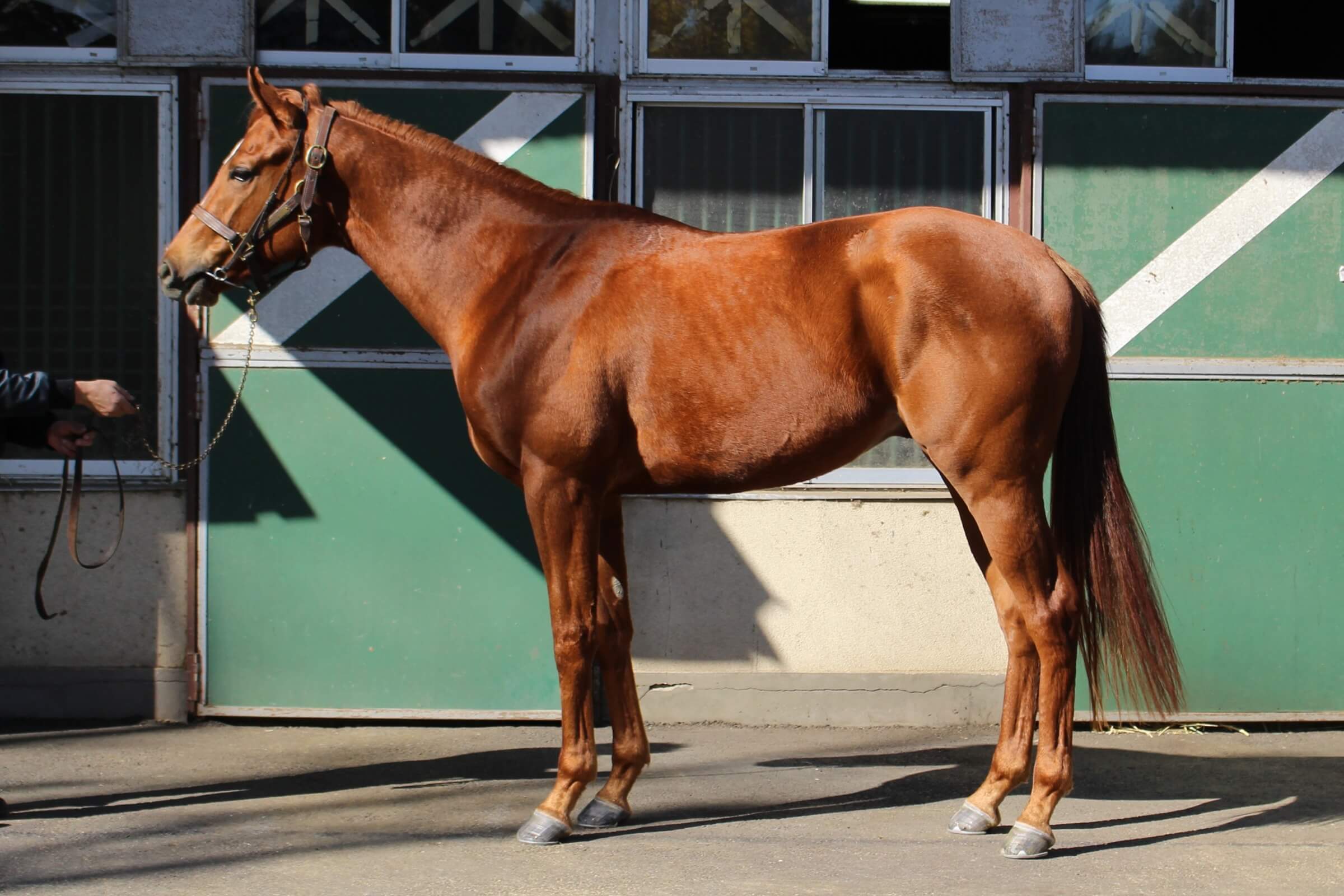 ロードトライデント