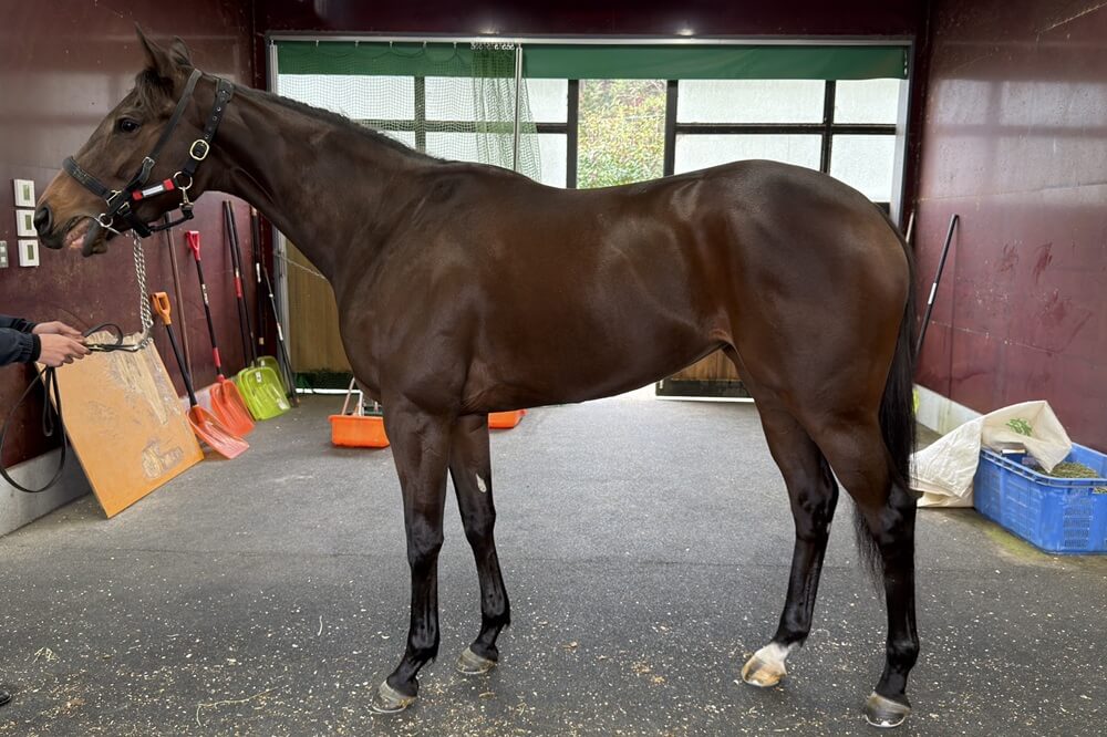 ハリウッドメモリー