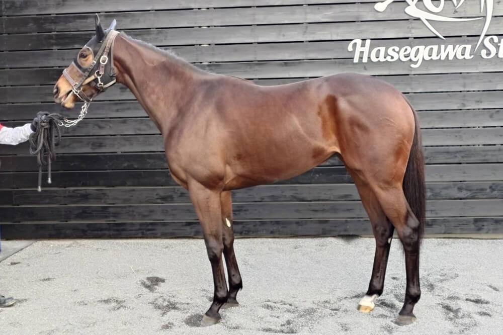 ハリウッドメモリー