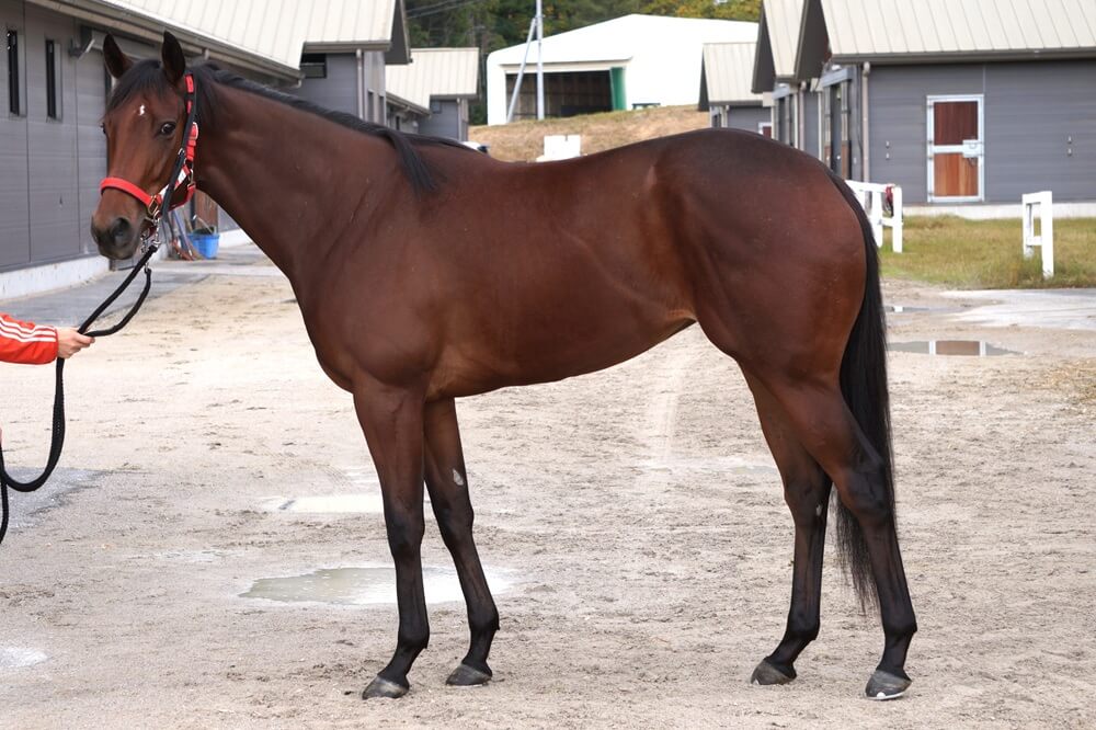 リフルフォース