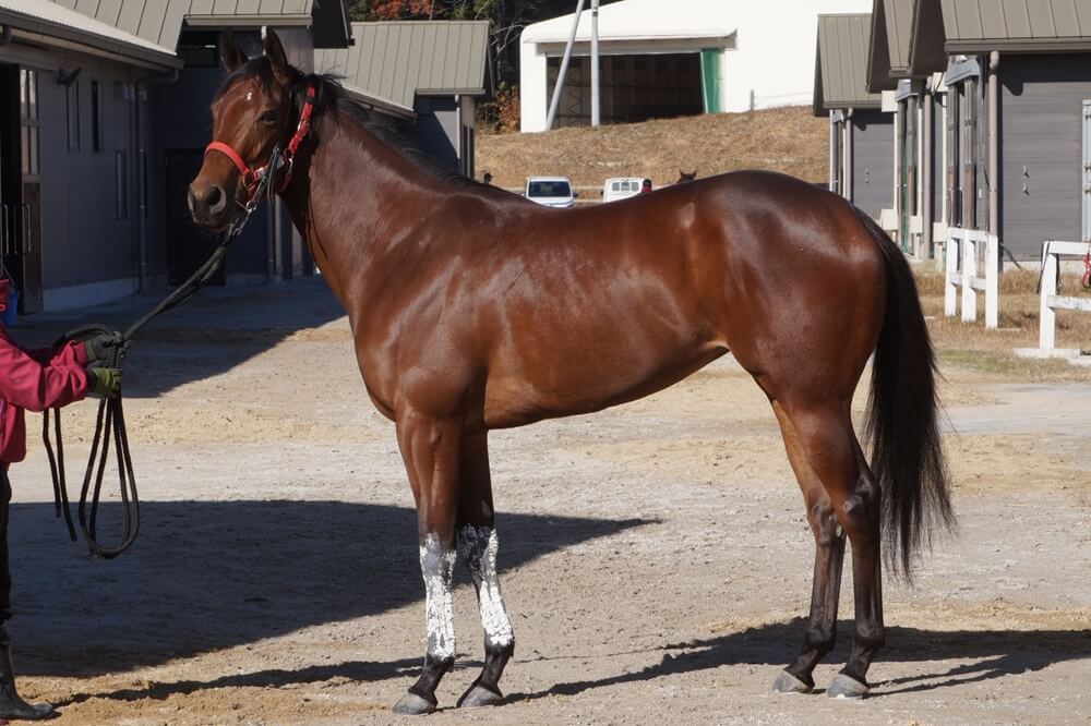 リフルフォース