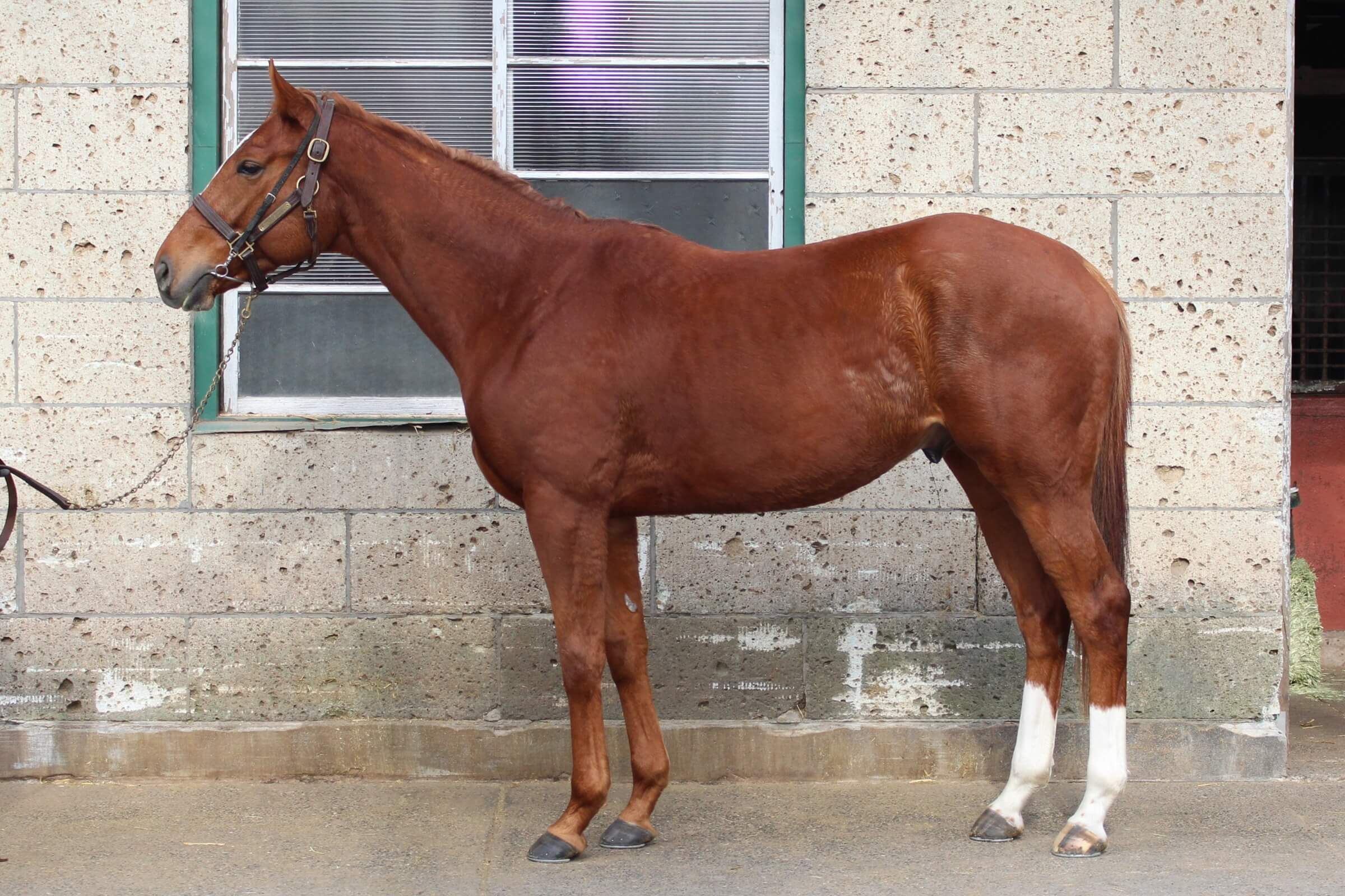 ロードソルスティス