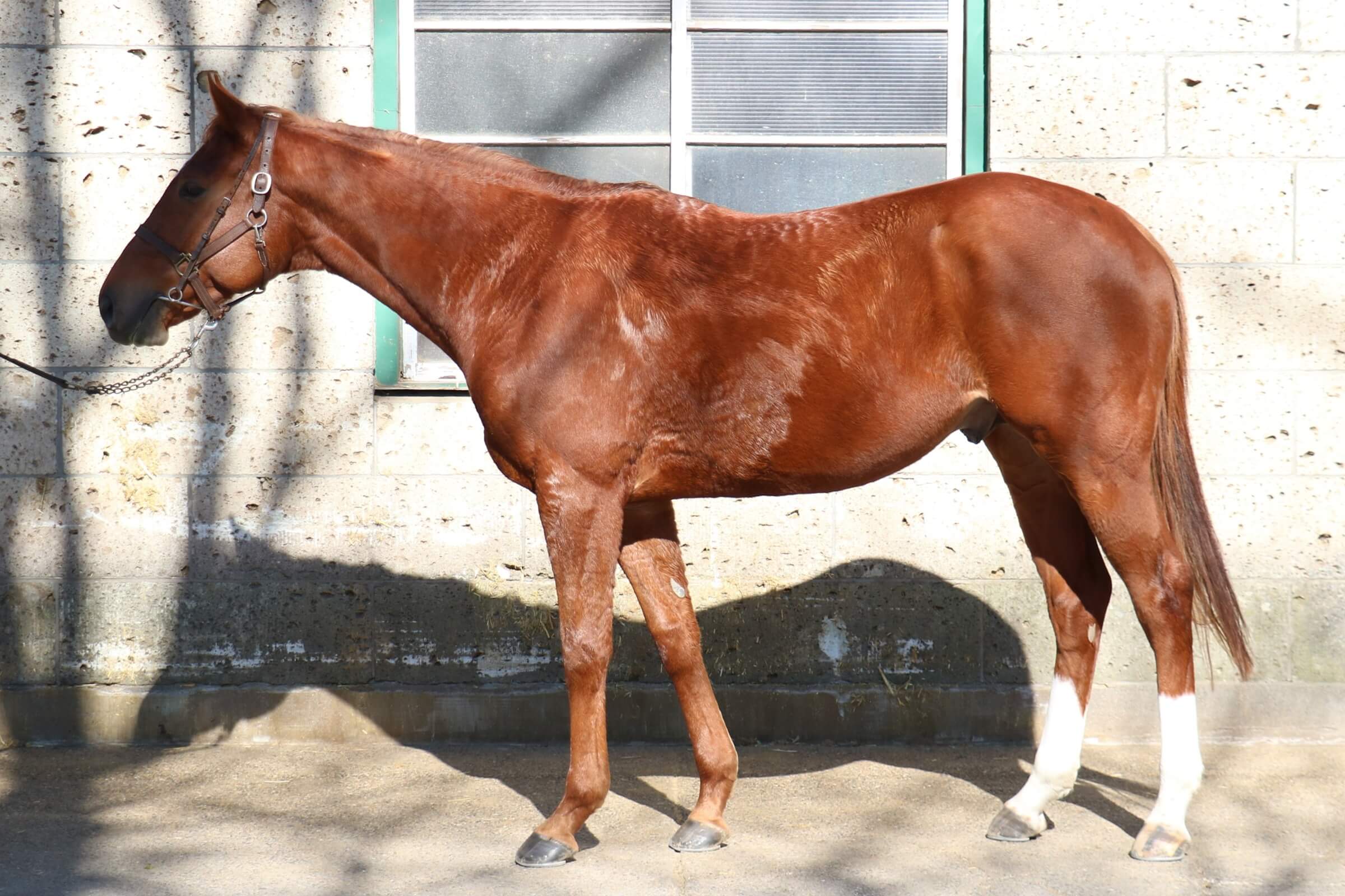 ロードソルスティス