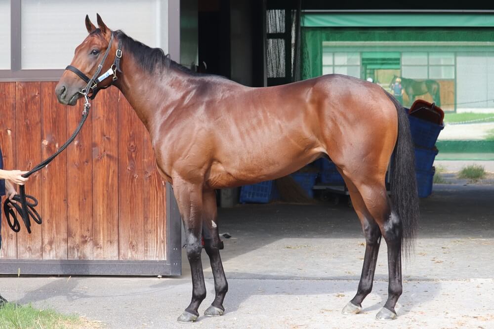 ロードフリューゲル