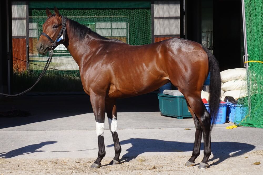 ロードフリューゲル