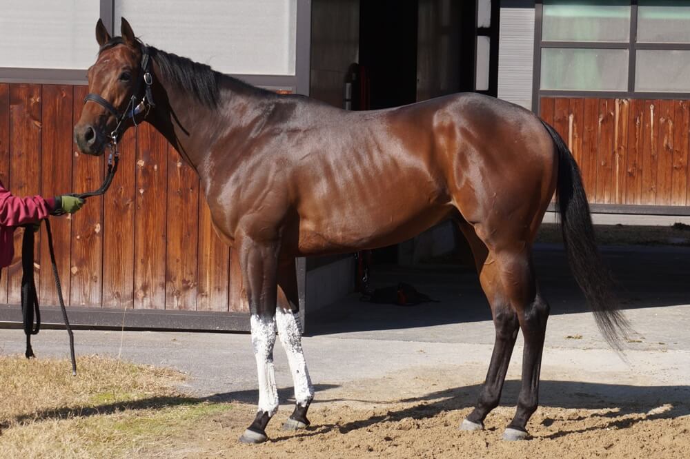 ロードフリューゲル