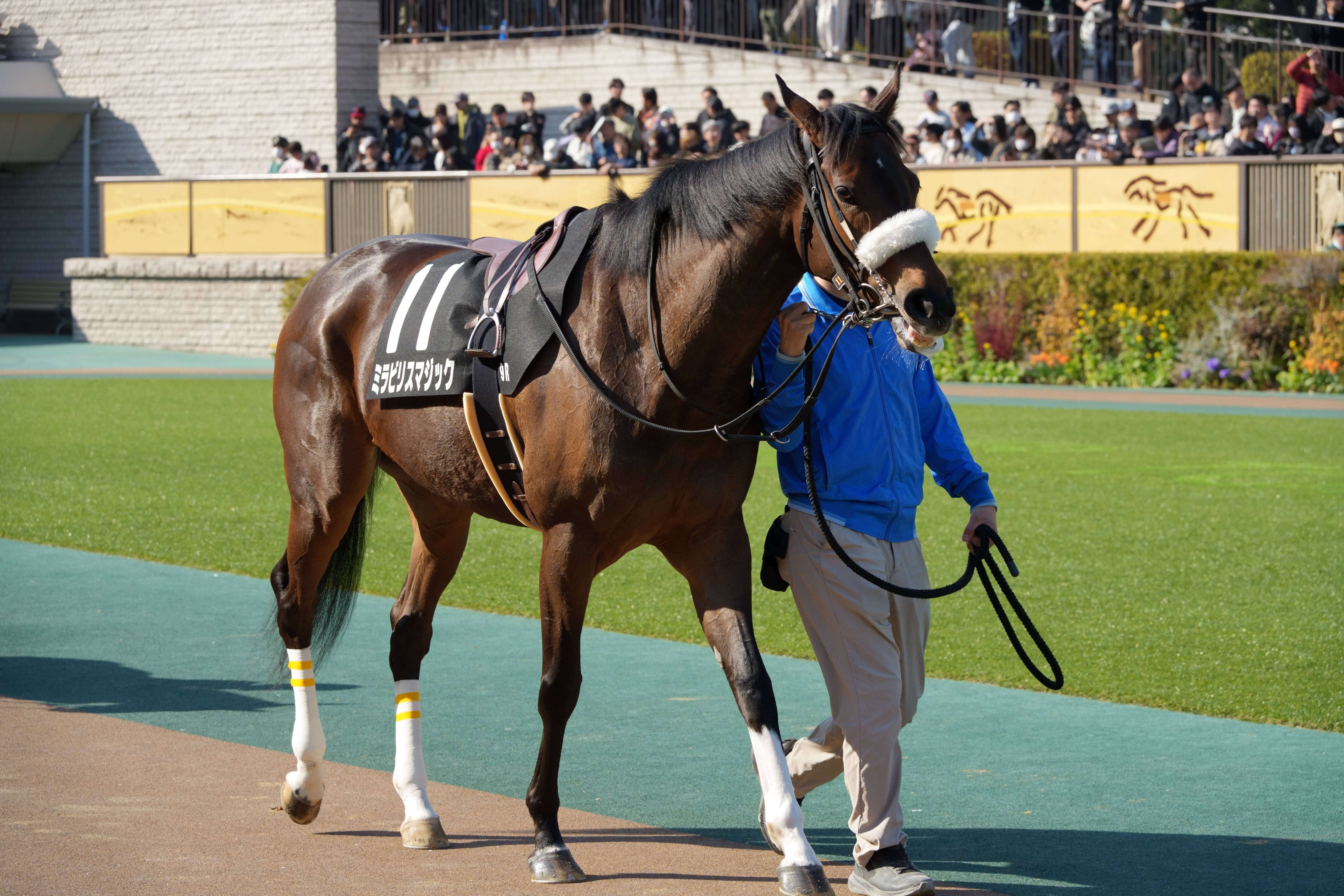 ミラビリスマジック