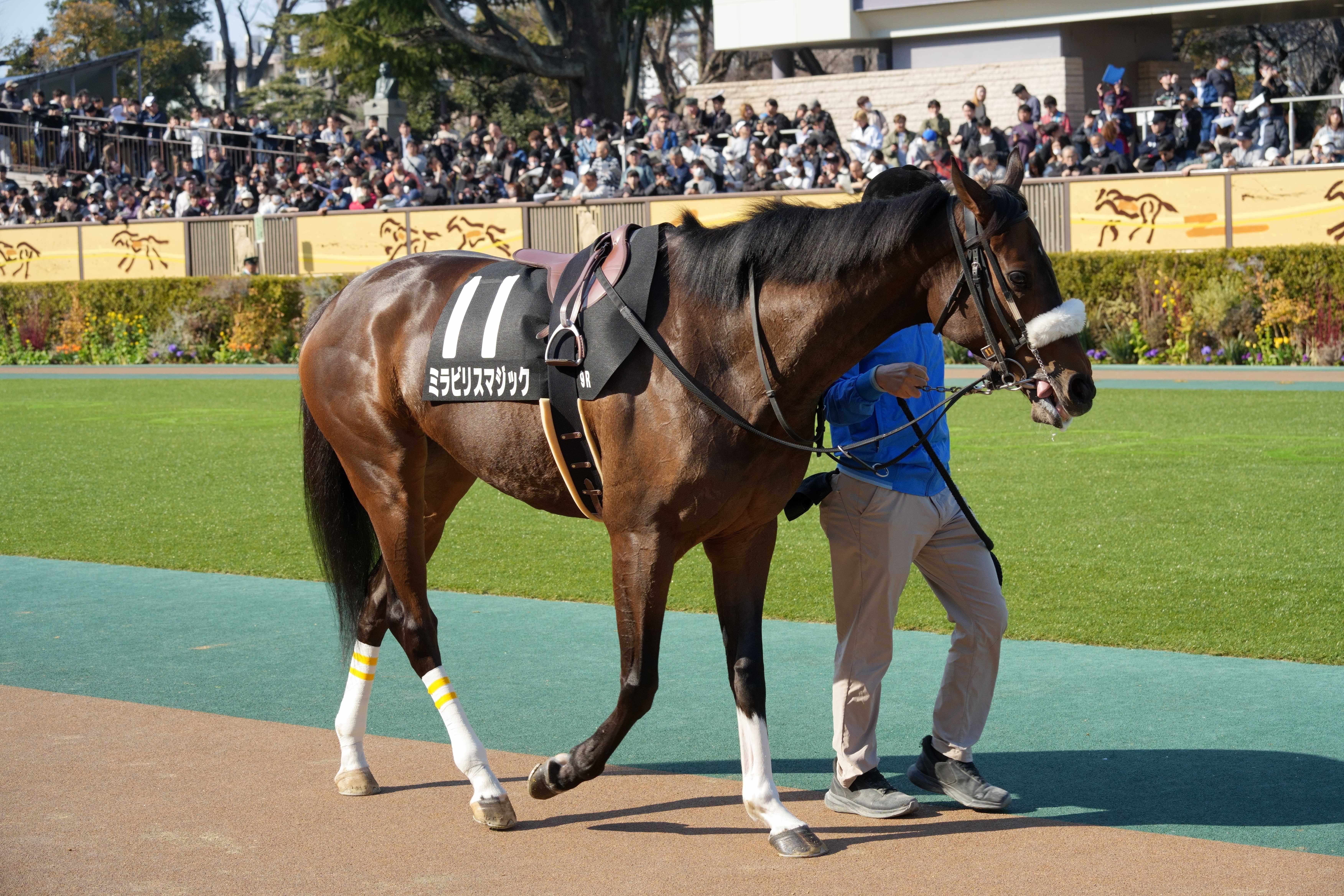 ミラビリスマジック