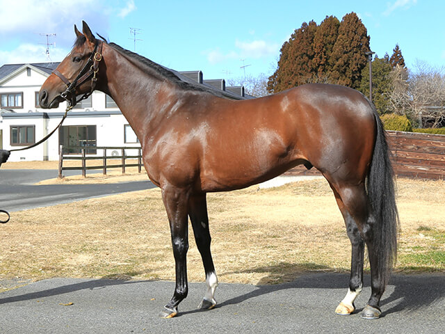 レジオンポレール