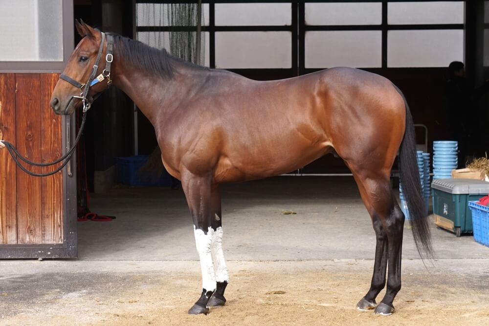 ロードフリューゲル