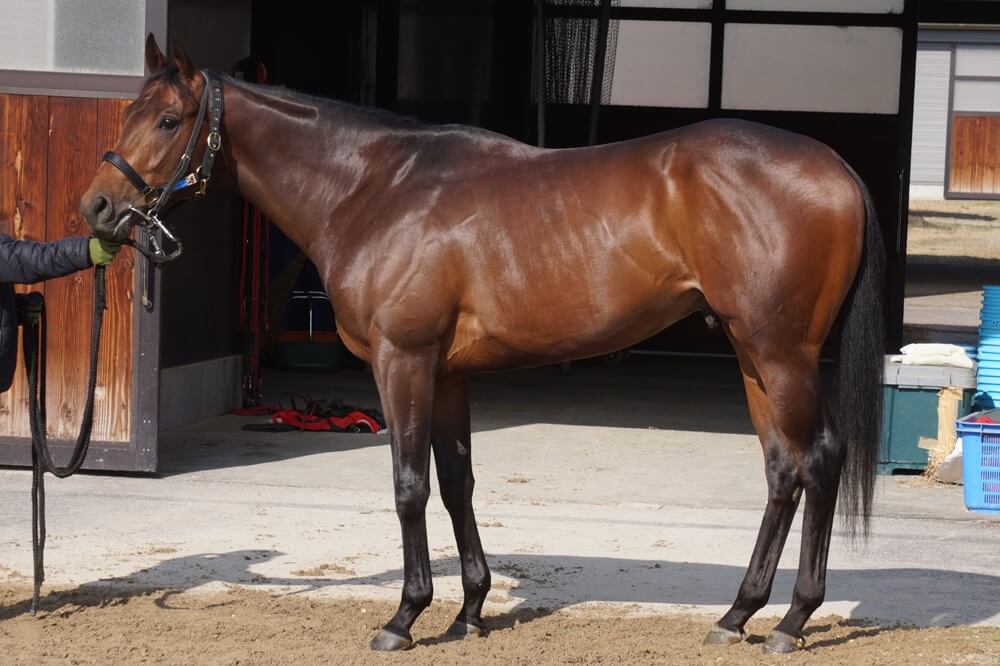 ロードフリューゲル