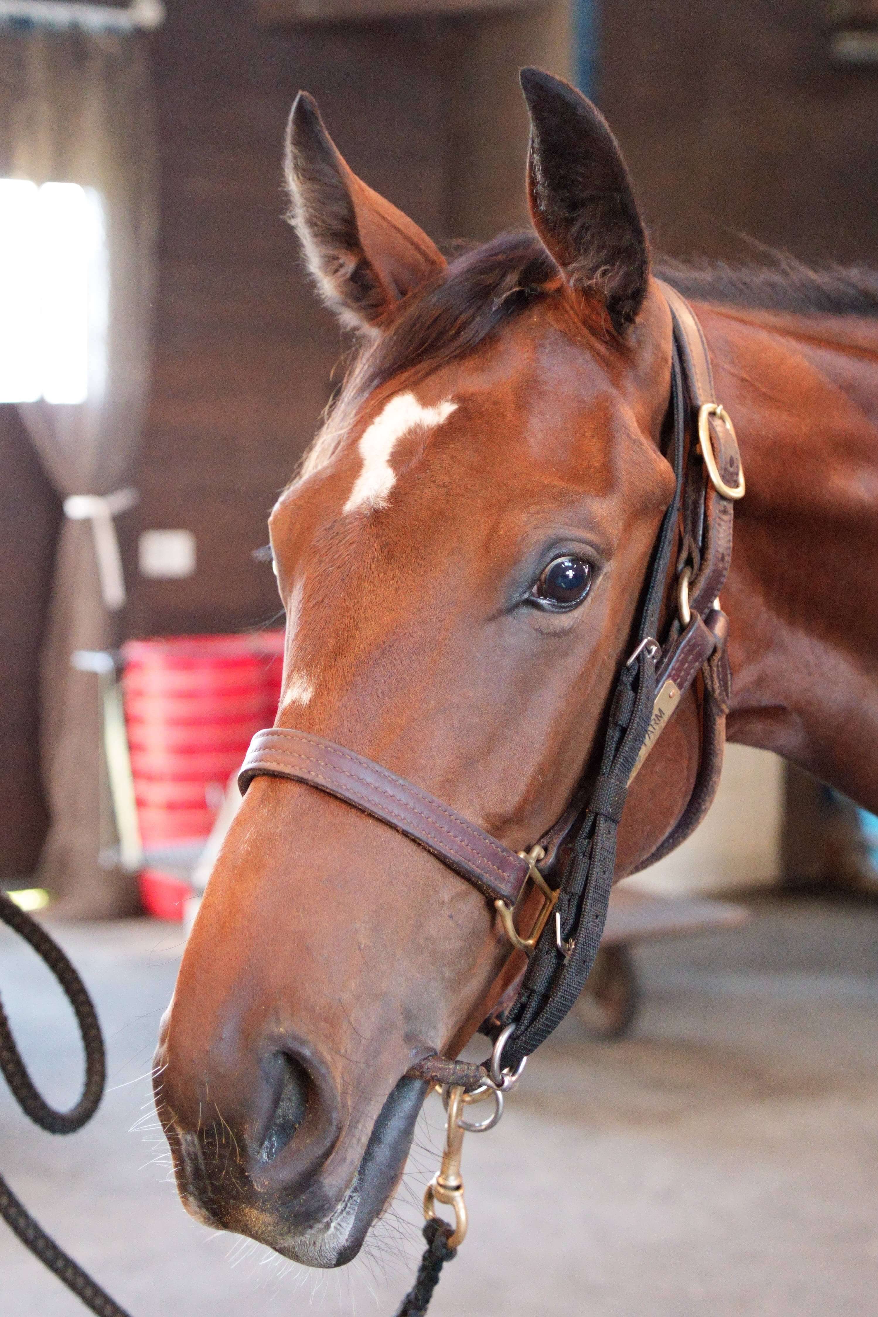 ジュールポレールの24