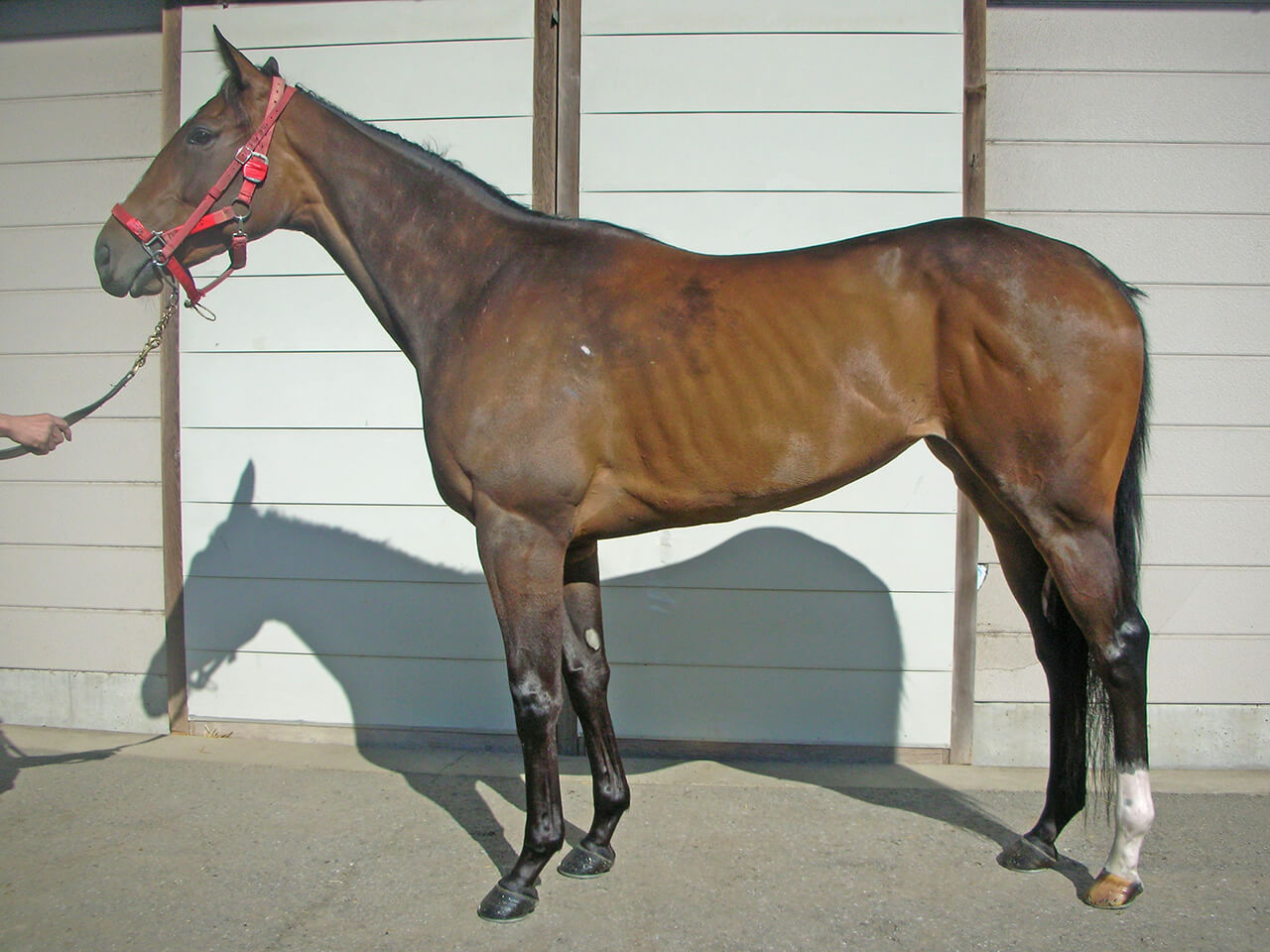 アークシャルダーム