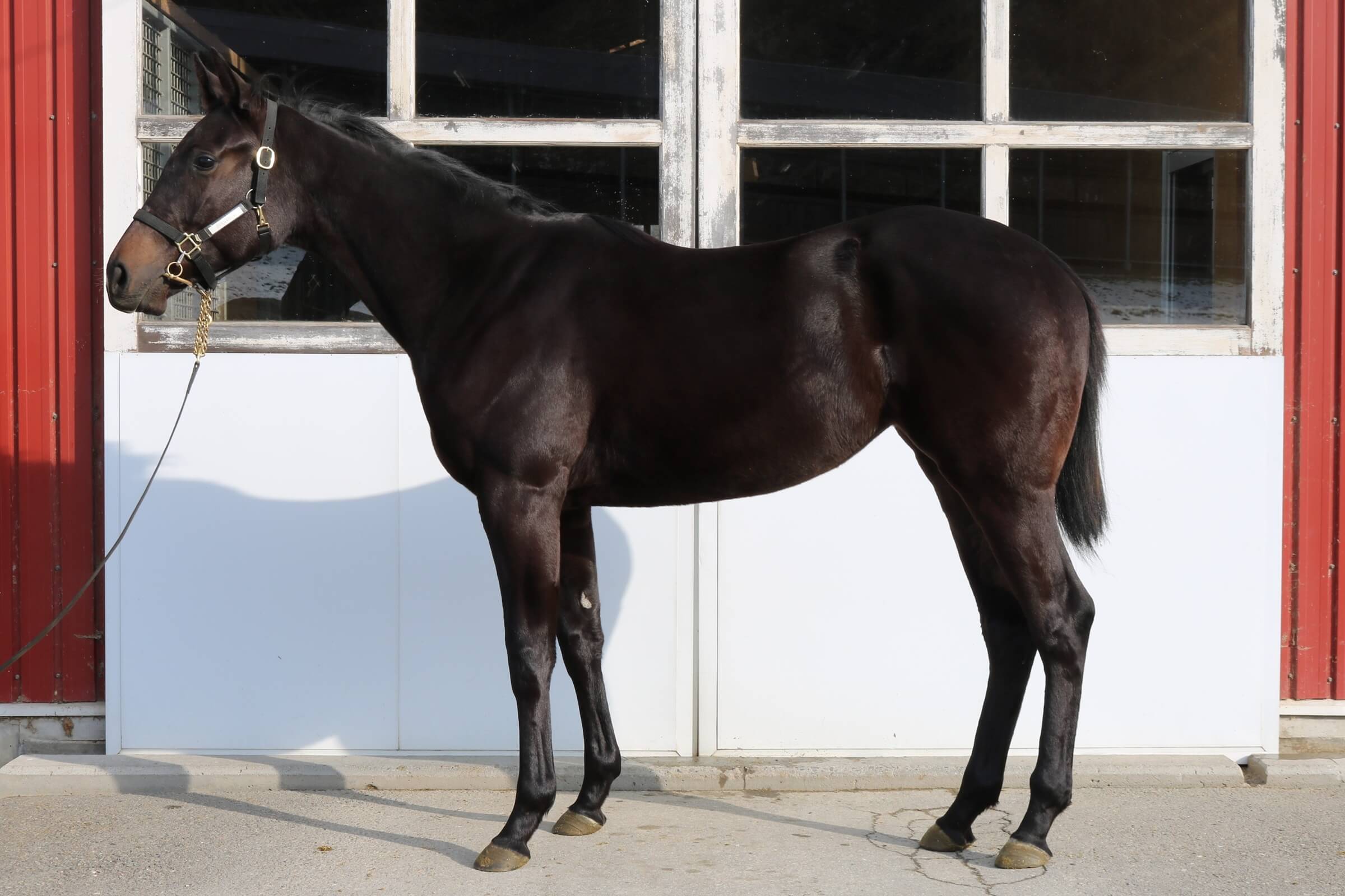 イトワズマジックの24