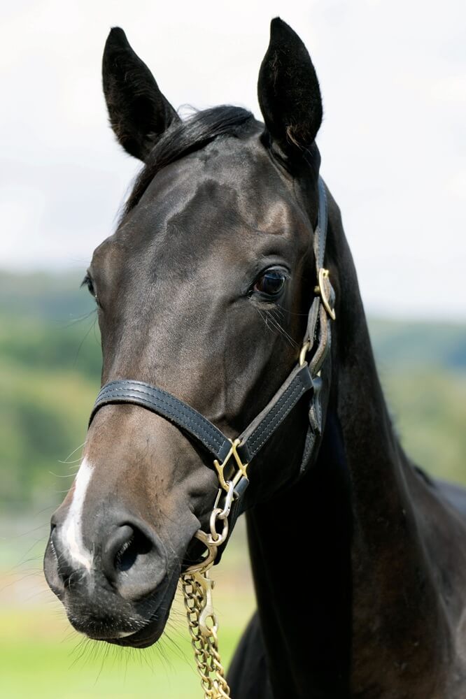 イトワズマジックの24