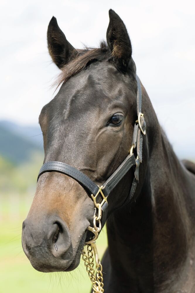 オリーズキャンディの24