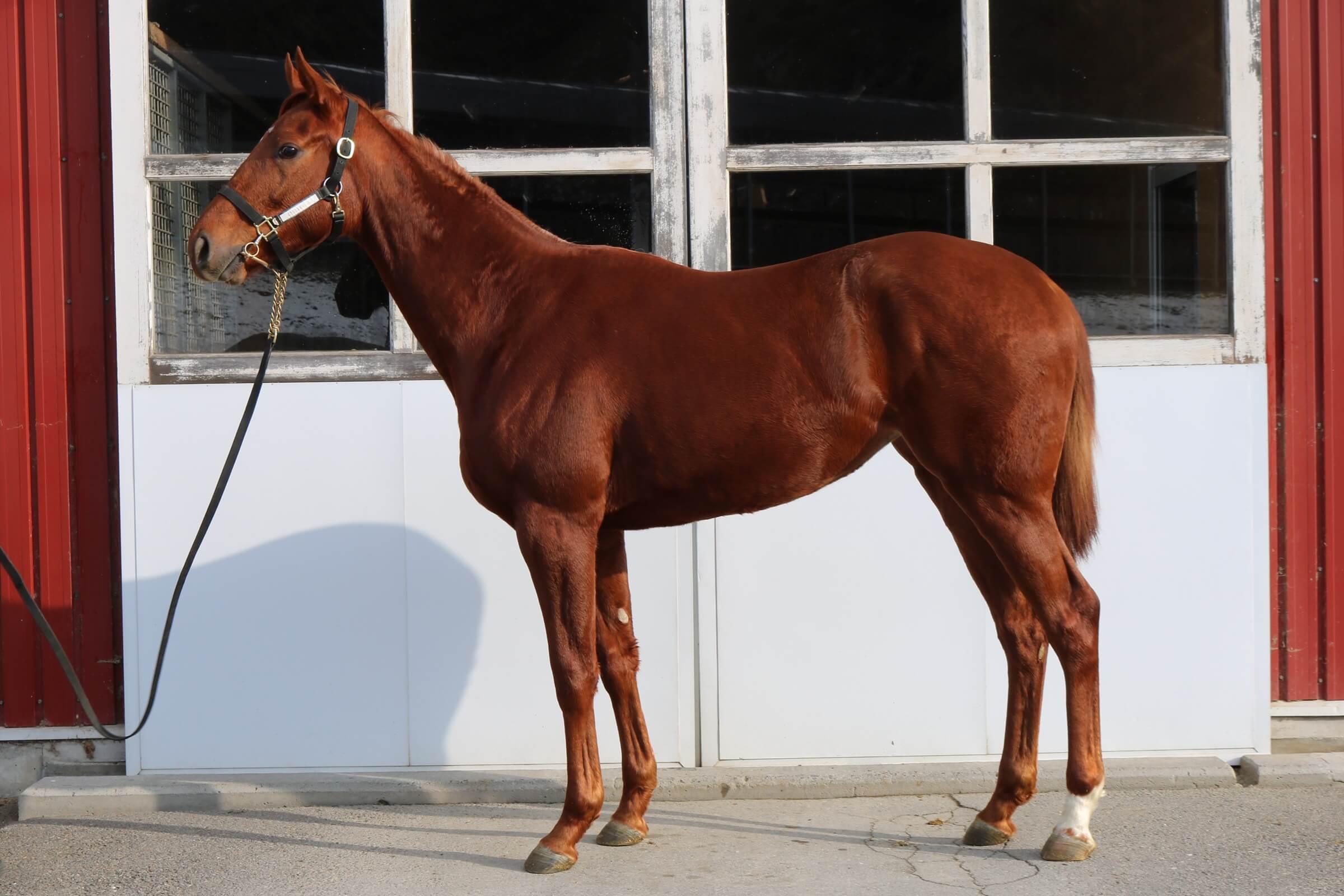 カーリンズヴォヤージュの24