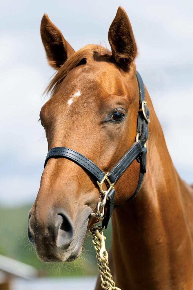 カーリンズヴォヤージュの24