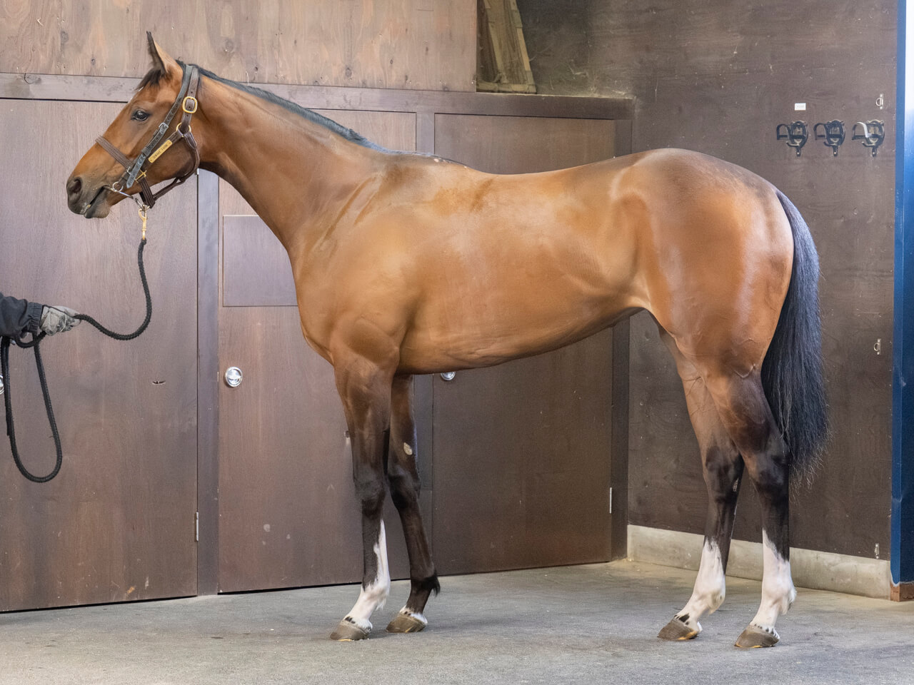 ジュールポレールの24