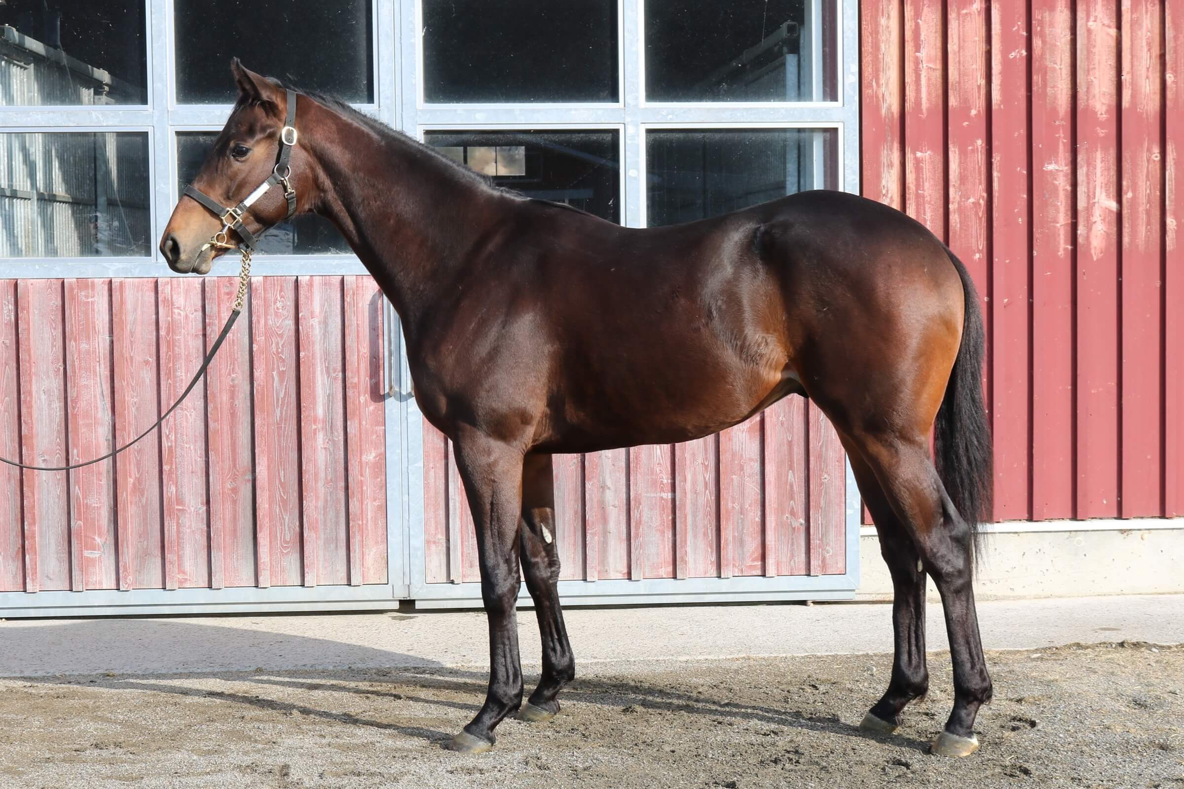 デルフィーノの24