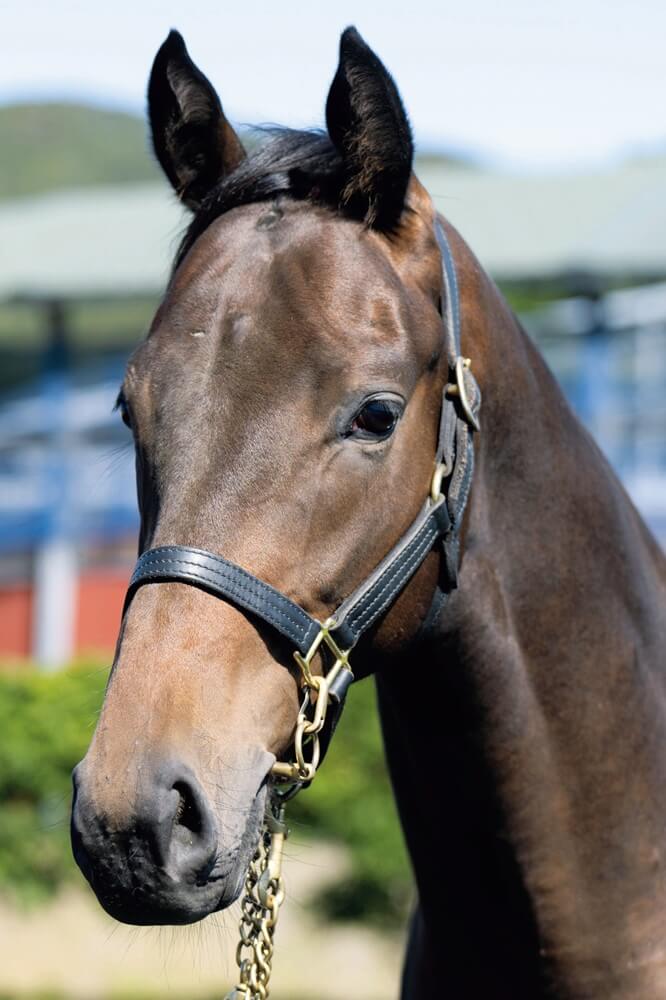 デルフィーノの24