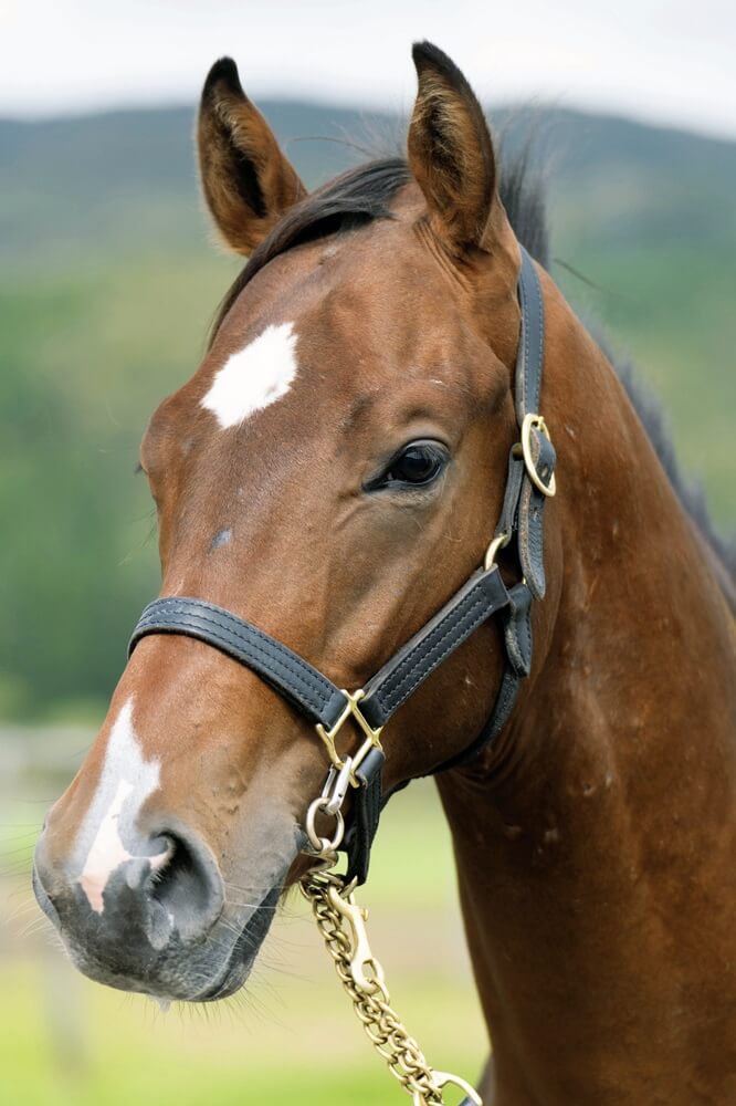 フライングティパットの24