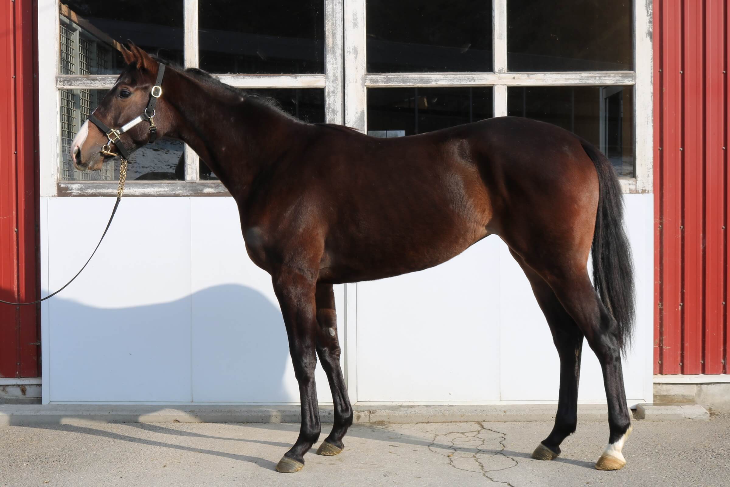 レキシールーの24