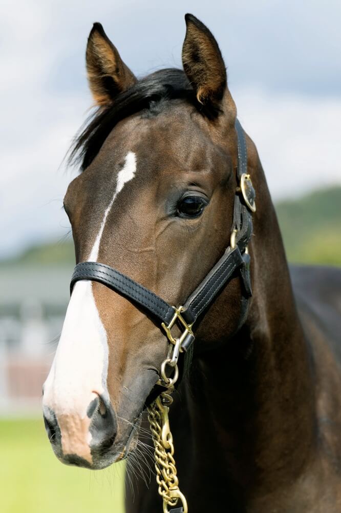 レキシールーの24