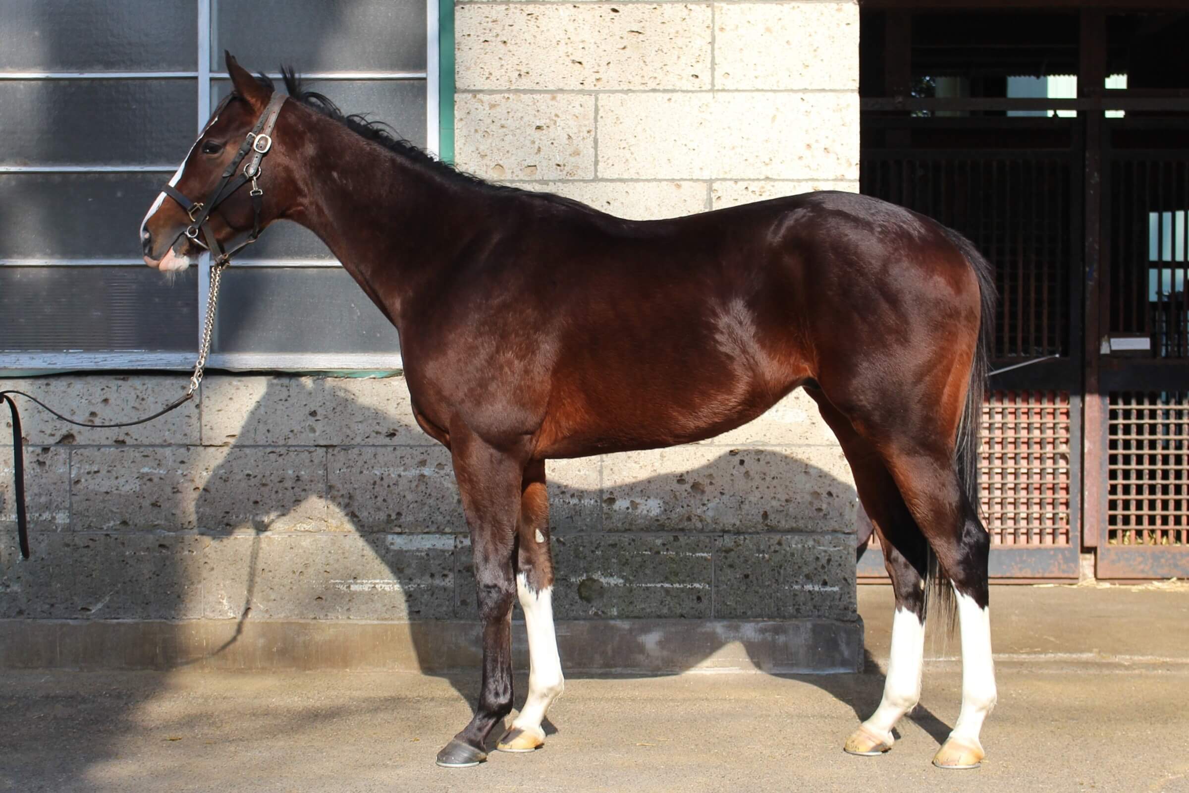 ロードクラシコ