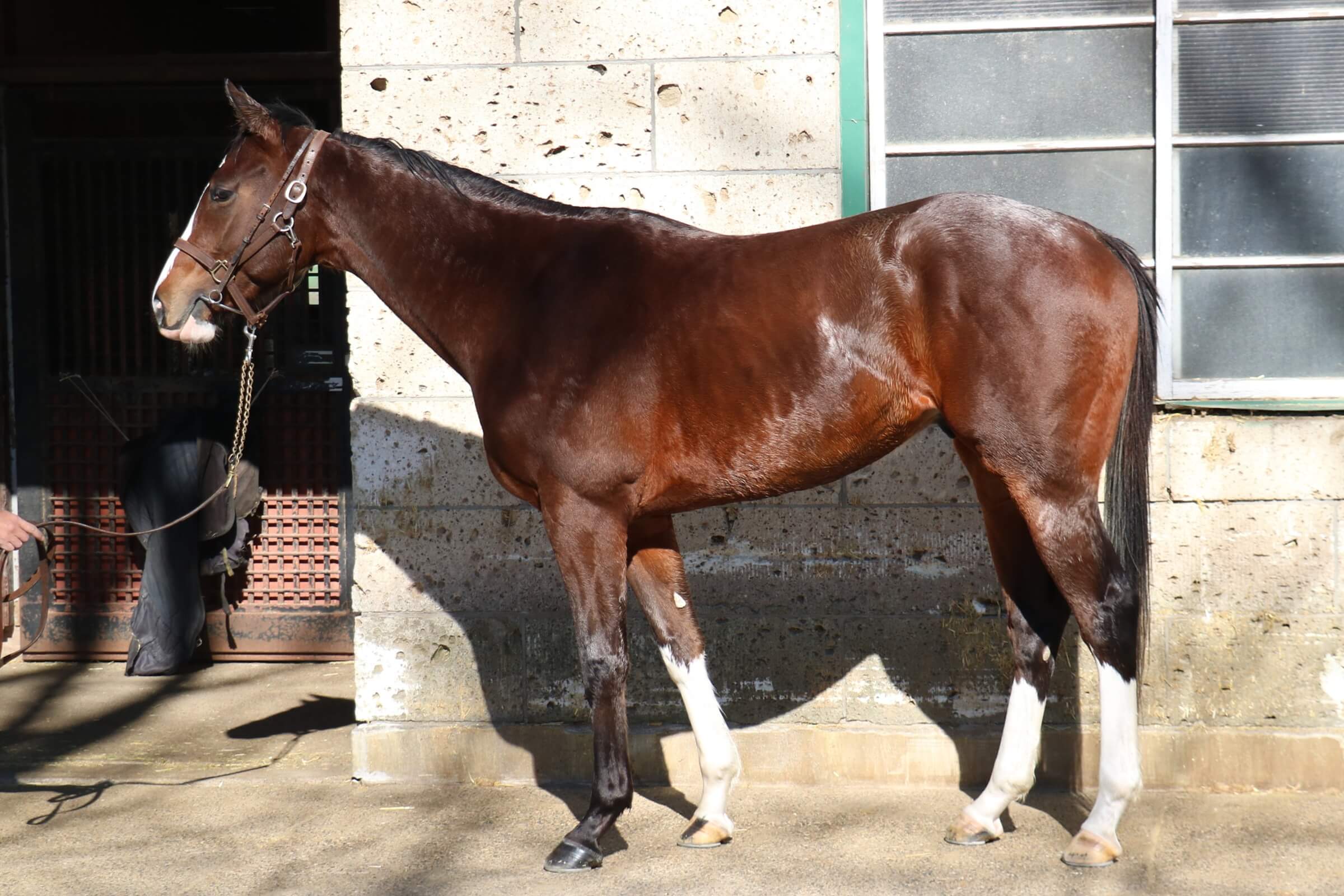 ロードクラシコ