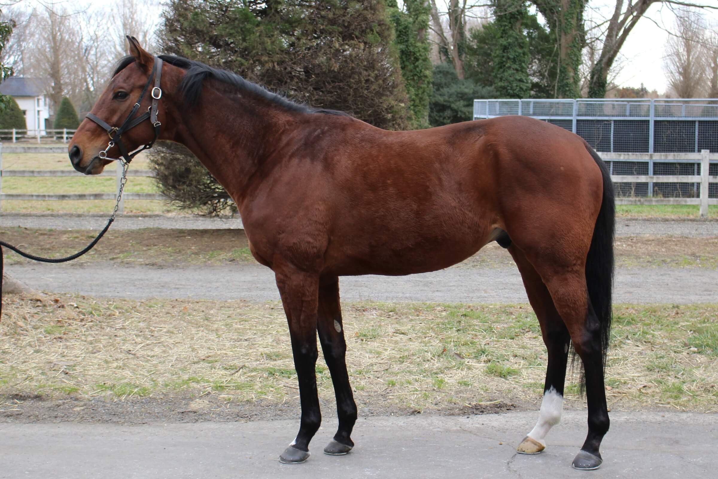 ロードフロリゼル