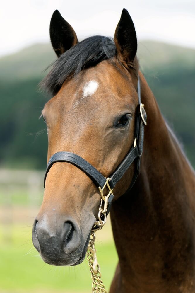 ワイルドココの24