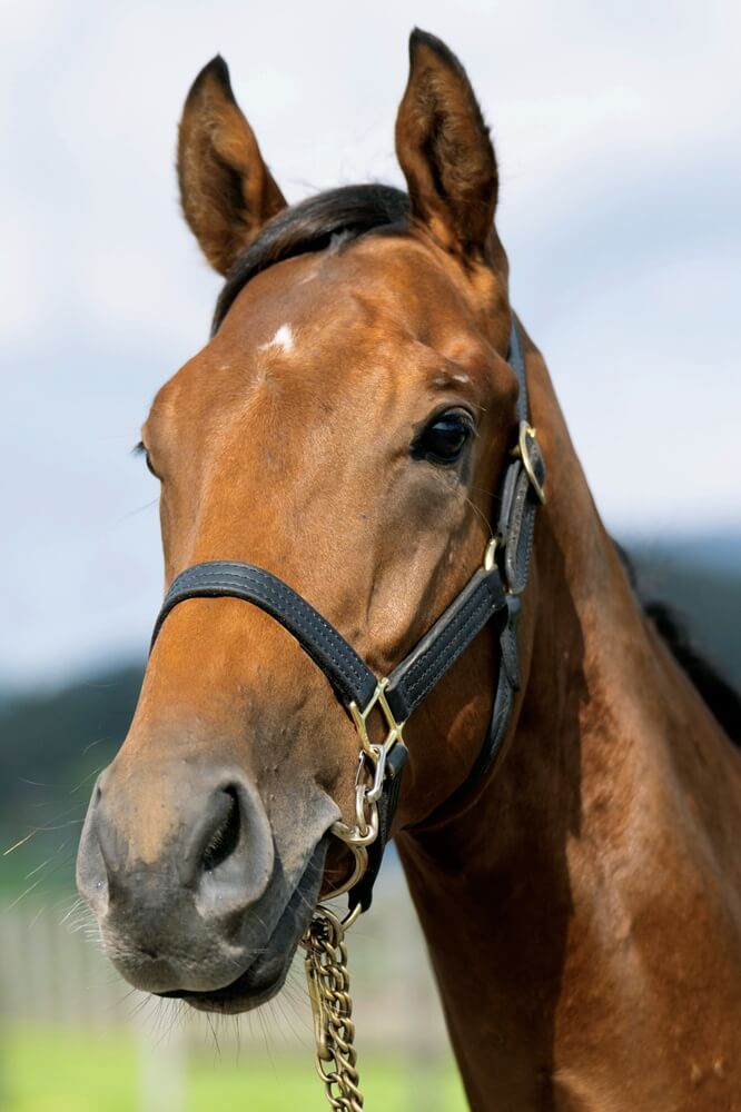 ワンダーガドットの24