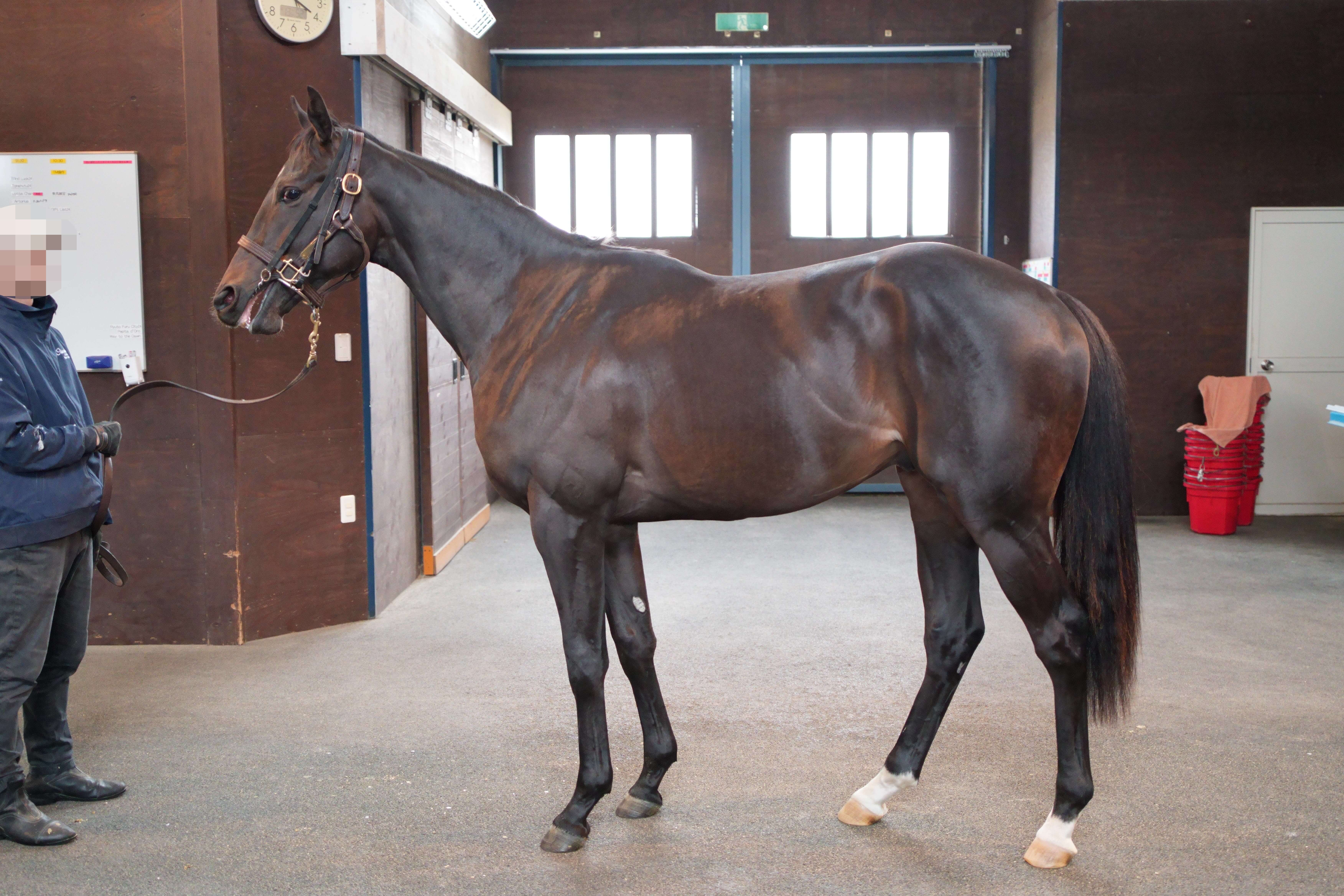 ロイヤルアイビス