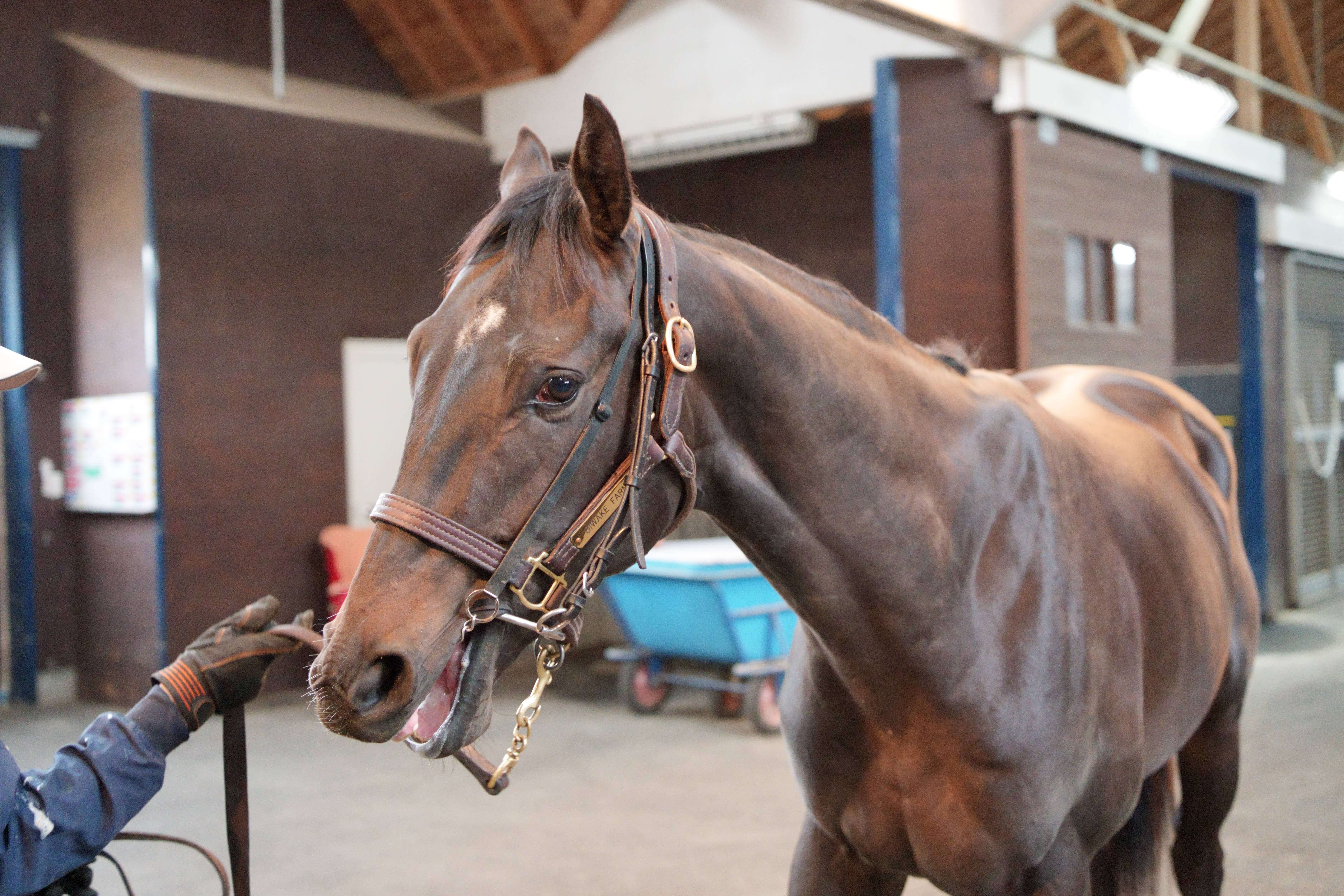 ロイヤルアイビス